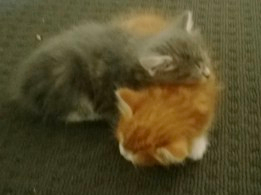 charlie-and-alaska-kittens.jpg